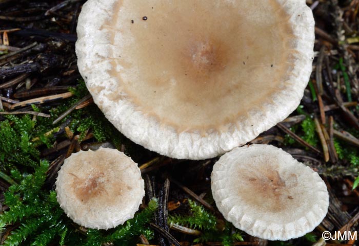 Clitocybe costata = Infundibulicybe costata