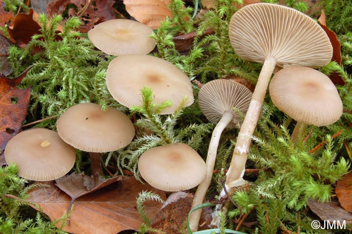 Clitocybe danica