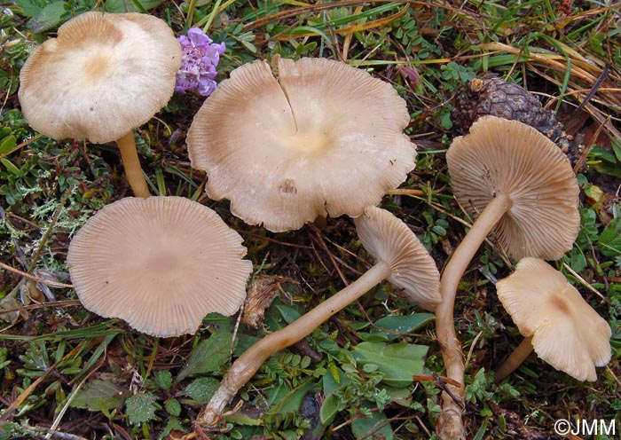 Clitocybe danica