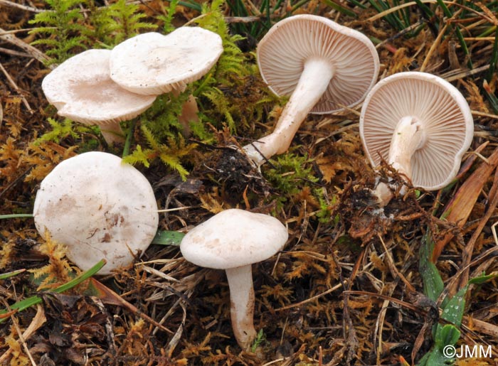 Clitocybe dealbata