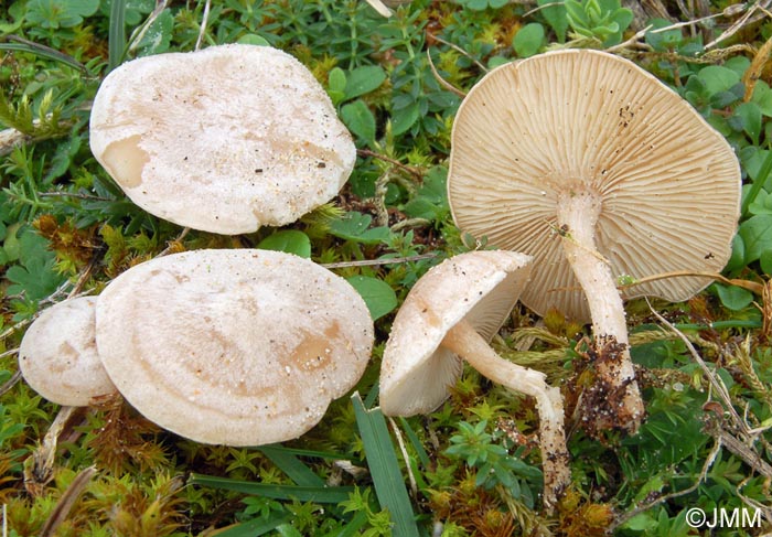 Clitocybe dealbata