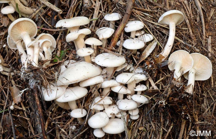 Clitocybe dealbata var. augeana