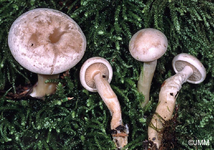 Clitocybe dealbata var. paludosa