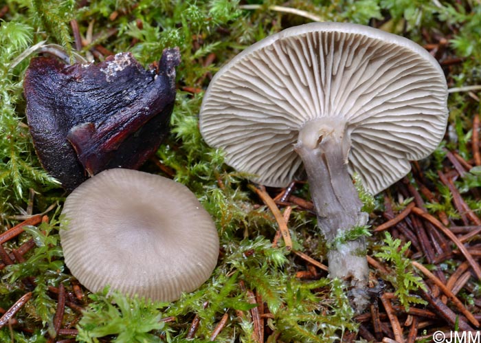 Clitocybe decembris