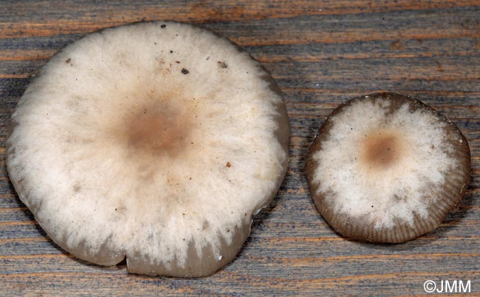 Clitocybe decembris