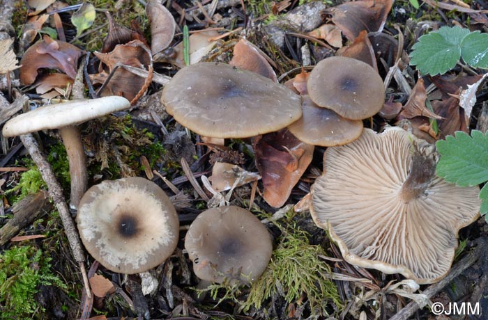 Clitocybe decembris