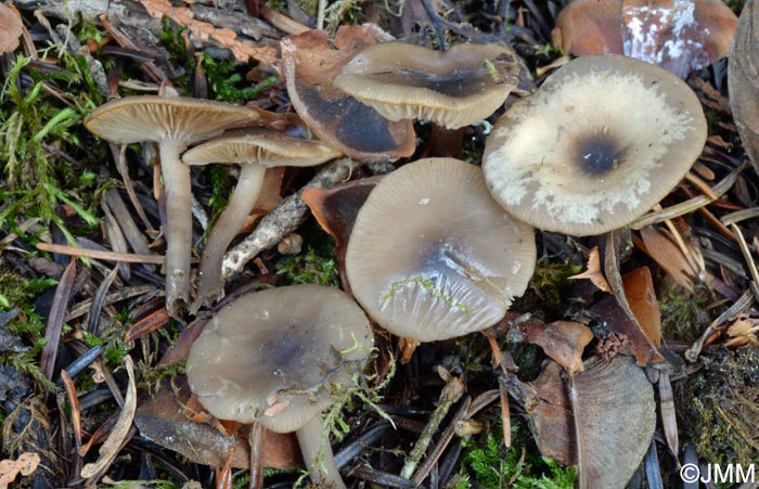 Clitocybe decembris