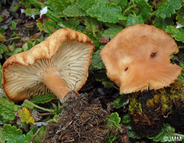 Clitocybe dryadum = Clitocybe bresadolana var. dryadum = Infundibulicybe dryadum