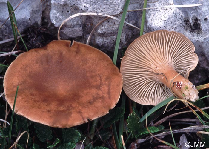 Clitocybe dryadum = Clitocybe bresadolana var. dryadum = Infundibulicybe dryadum