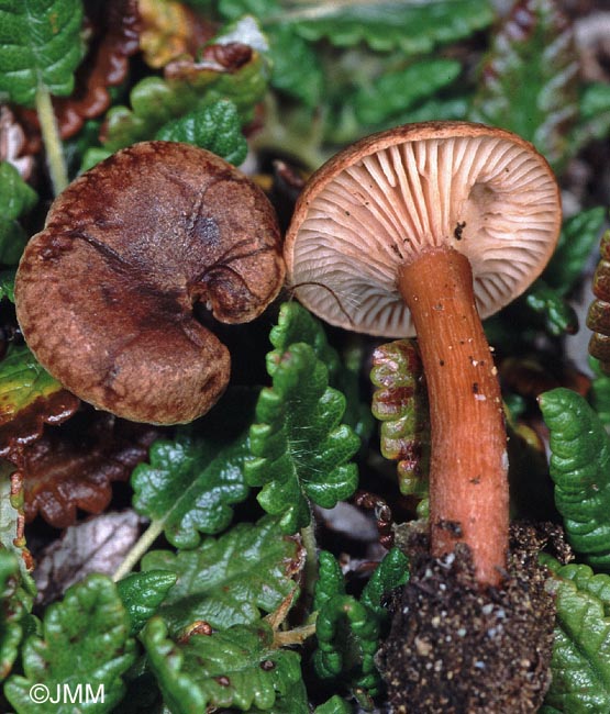 Clitocybe dryadum = Clitocybe bresadolana var. dryadum = Infundibulicybe dryadum