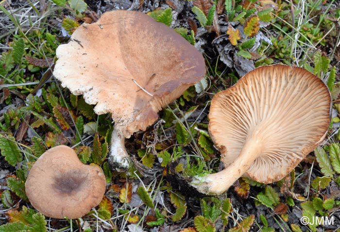 Clitocybe dryadum = Clitocybe bresadolana var. dryadum = Infundibulicybe dryadum