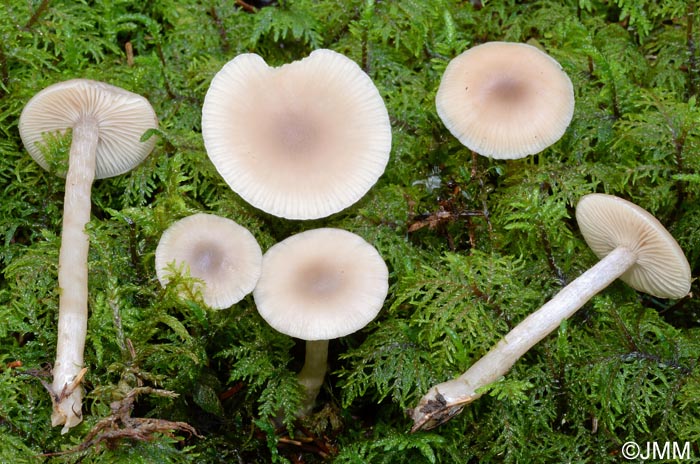 Clitocybe fragrans