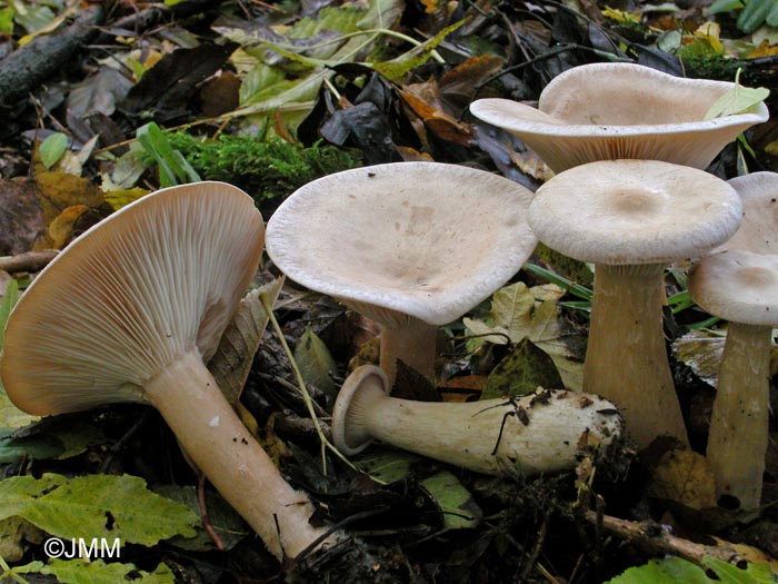 Clitocybe geotropa= Infundibulicybe geotropa