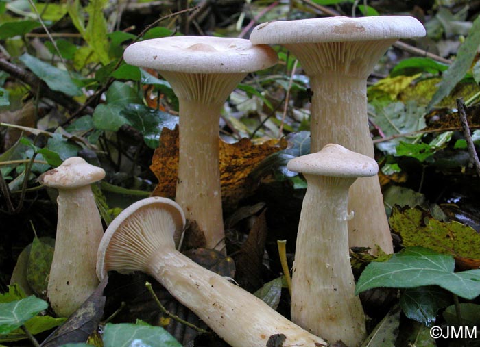 Clitocybe geotropa= Infundibulicybe geotropa