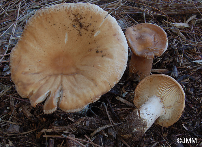 Clitocybe geotropa var. gigas