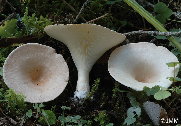 Clitocybe gibba