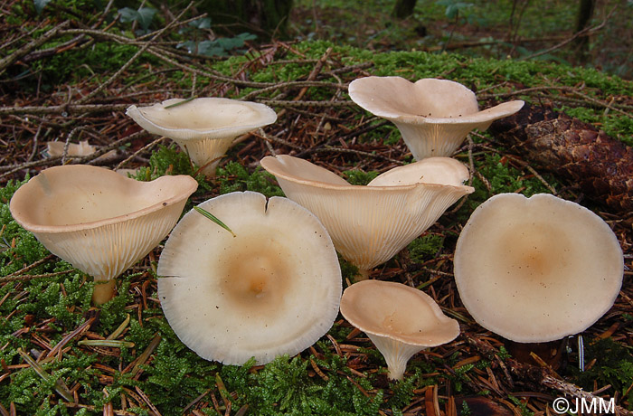 Clitocybe gibba