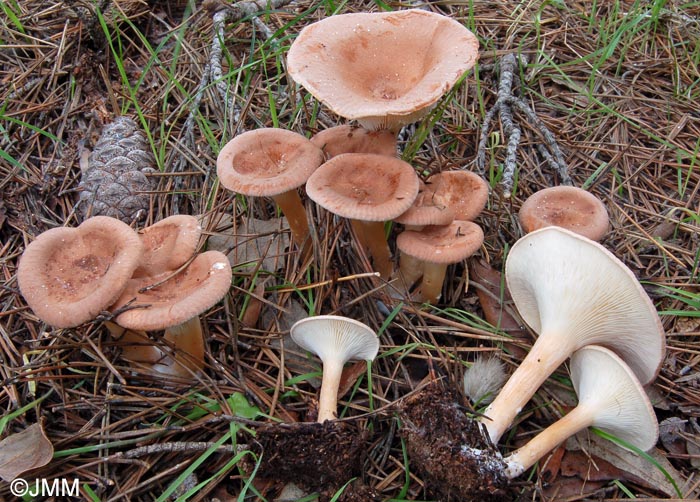 Infundibulicybe mediterranea = Clitocybe mediterranea = Clitocybe gibba var. mediterranea