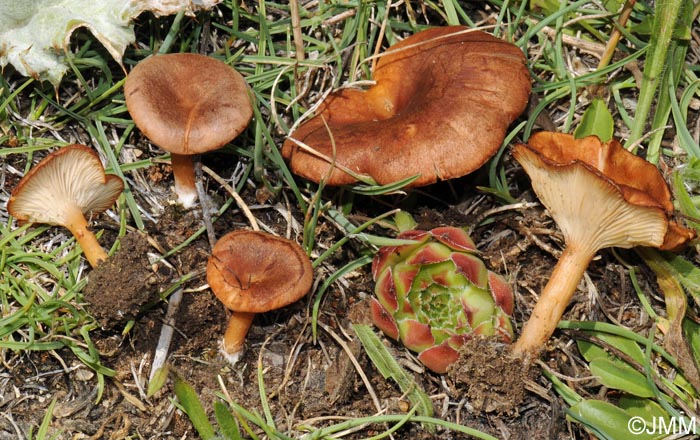 Clitocybe glareosa = Infundibulicybe glareosa