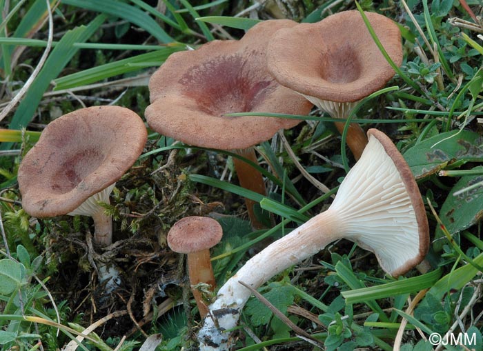 Clitocybe glareosa = Infundibulicybe glareosa