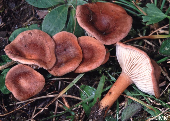 Clitocybe glareosa = Infundibulicybe glareosa