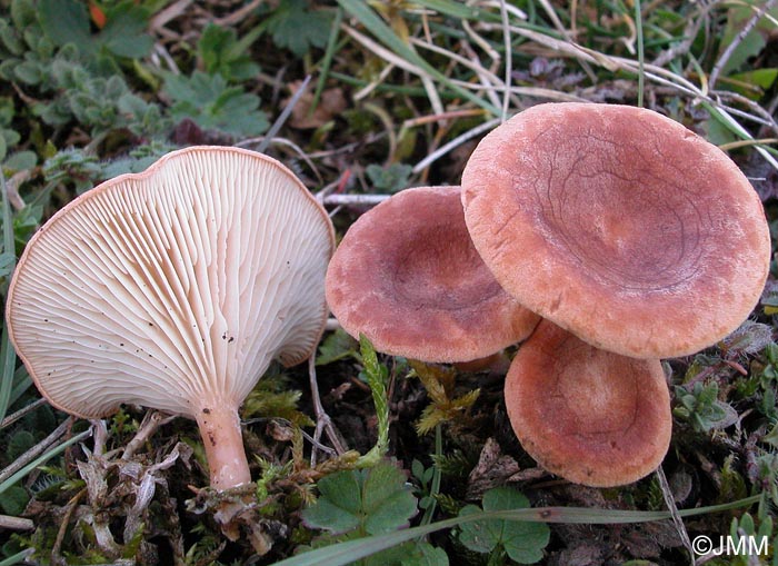 Clitocybe glareosa = Infundibulicybe glareosa