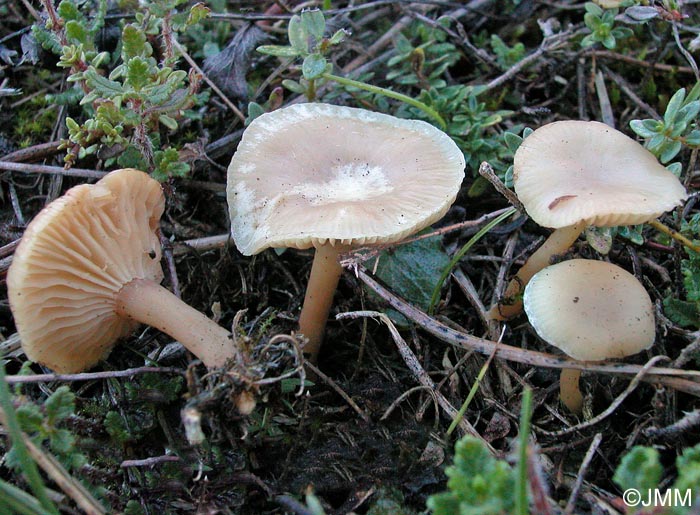 Clitocybe graminicola = Clitocybe agrestis