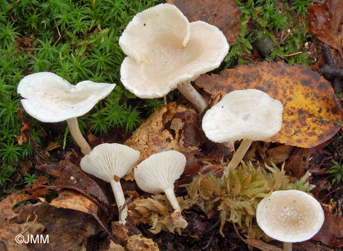 Clitocybe houghtonii