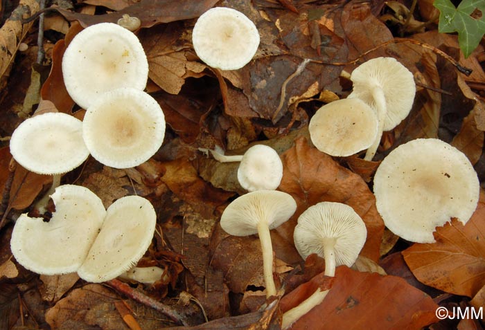 Clitocybe houghtonii