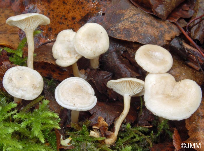 Clitocybe houghtonii