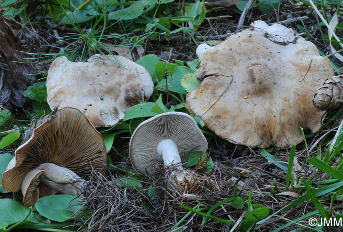 Clitocybe inornata