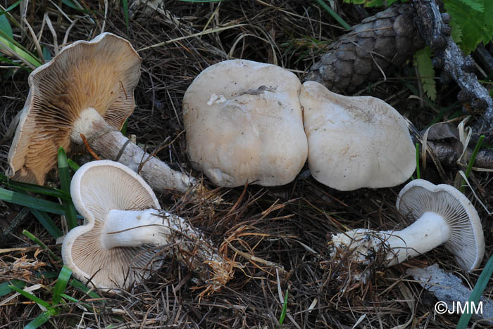 Clitocybe inornata