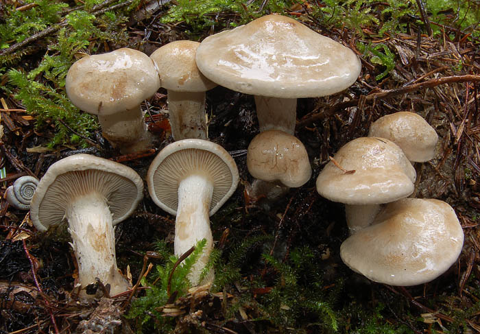 Clitocybe inornata