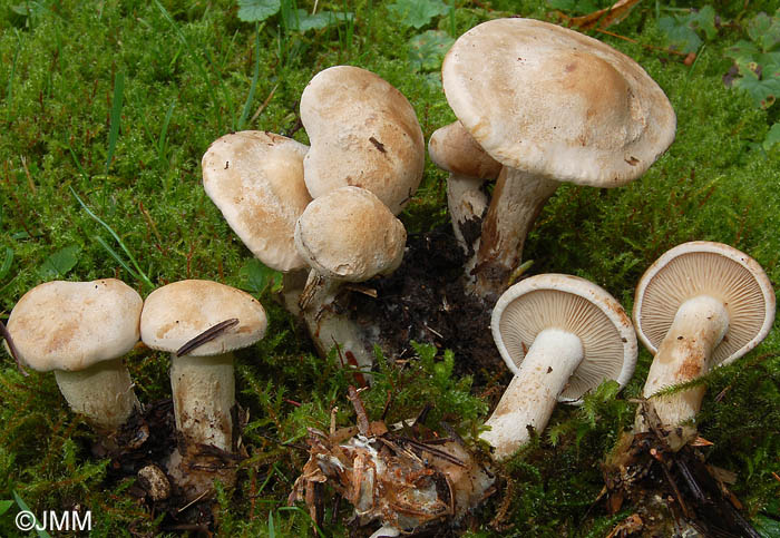 Clitocybe inornata