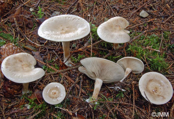 Clitocybe inornata