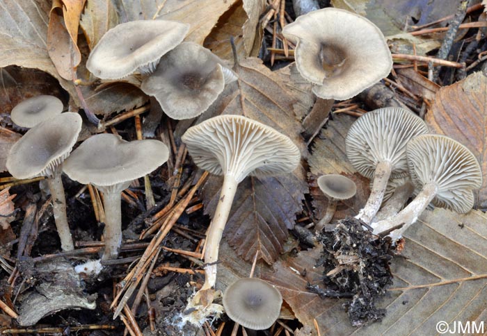 Clitocybe lituus