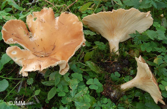 Clitocybe maxima = Infundibulicybe maxima = Clitocybe geotropa var. maxima