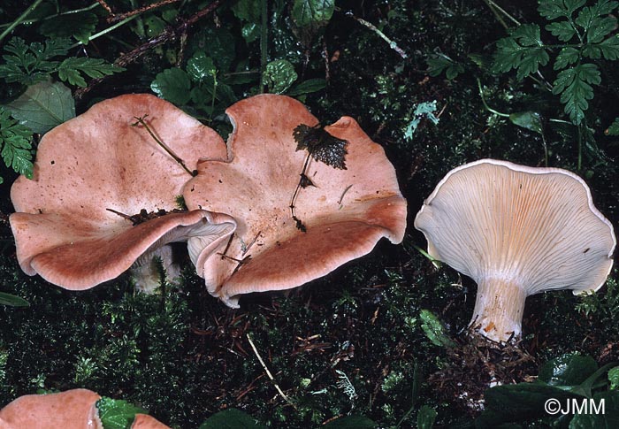 Clitocybe maxima = Infundibulicybe maxima = Clitocybe geotropa var. maxima