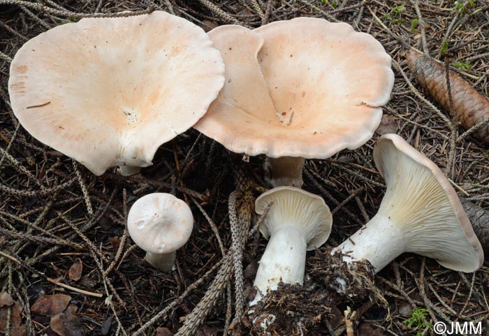 Clitocybe maxima = Infundibulicybe maxima = Clitocybe geotropa var. maxima