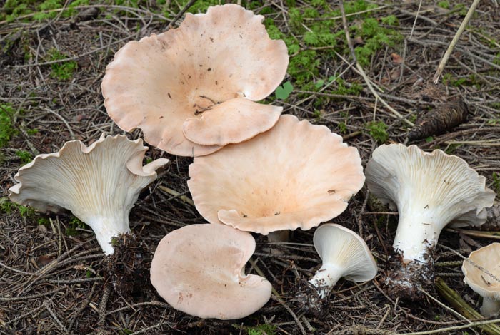 Clitocybe maxima = Infundibulicybe maxima = Clitocybe geotropa var. maxima