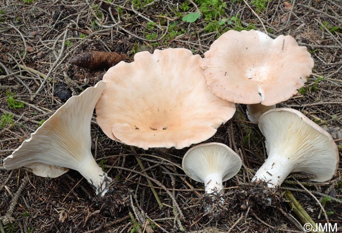 Clitocybe maxima = Infundibulicybe maxima = Clitocybe geotropa var. maxima