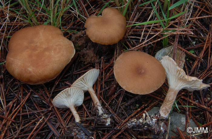 Clitocybe meridionalis