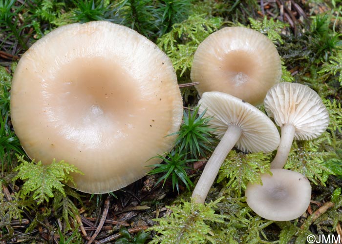 Clitocybe metachroa