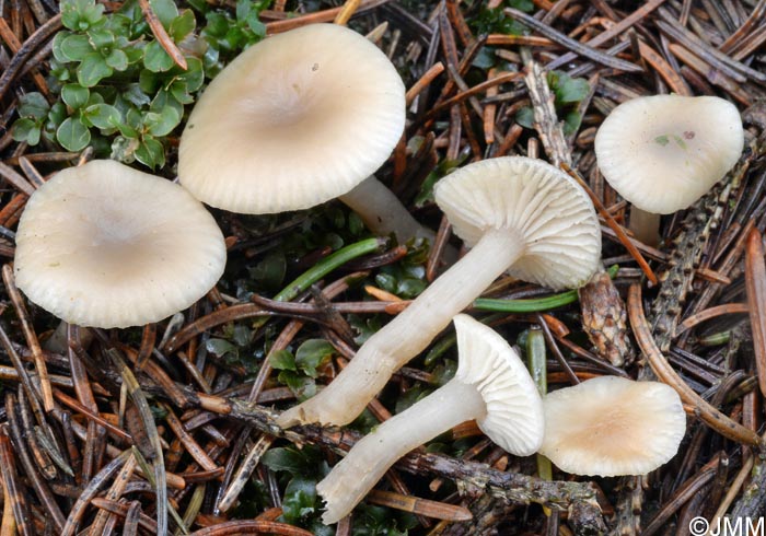 Clitocybe metachroa