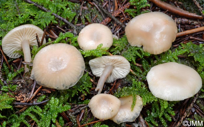 Clitocybe metachroa