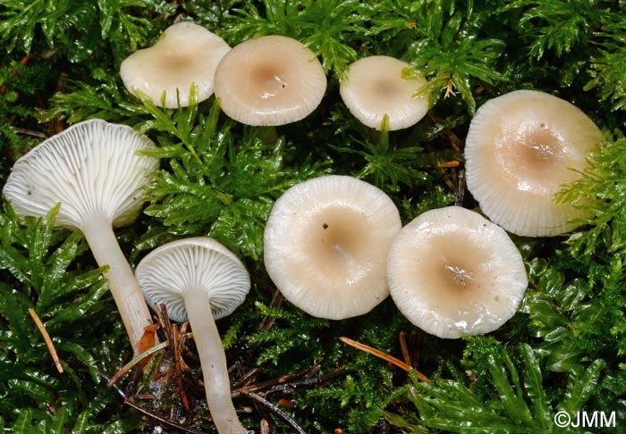 Clitocybe metachroa