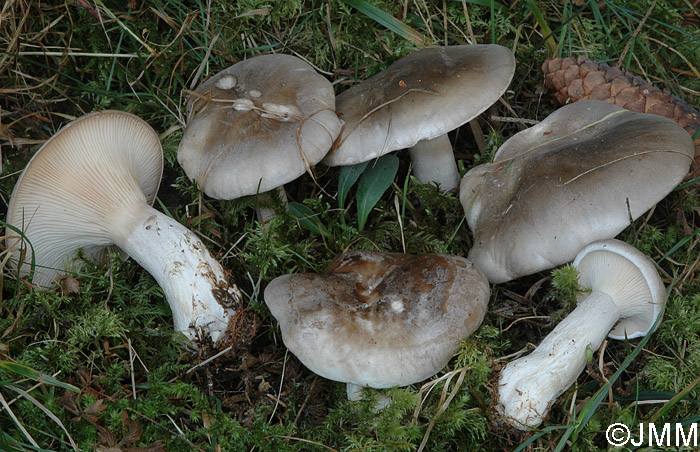 Clitocybe nebularis