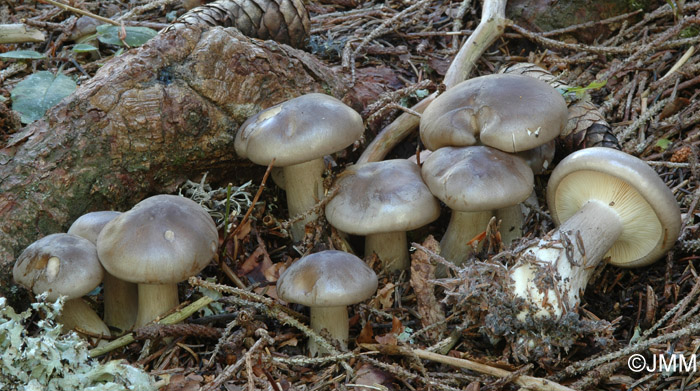 Clitocybe nebularis