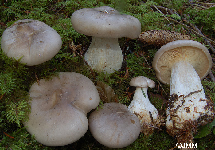 Clitocybe nebularis 