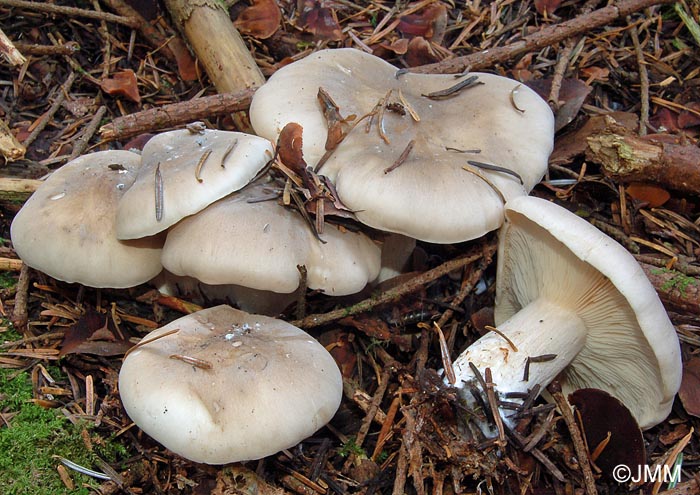 Clitocybe nebularis